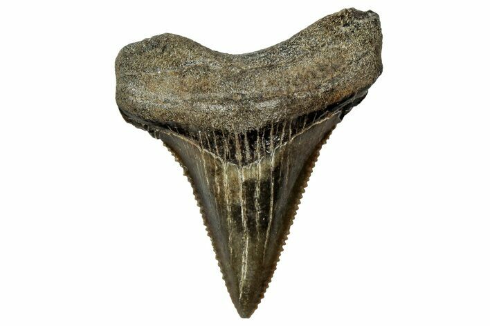 Serrated Angustidens Tooth - Megalodon Ancestor #315500